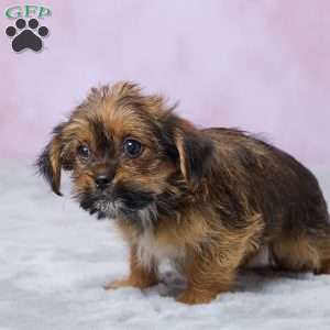 Buttercup, Shorkie Puppy